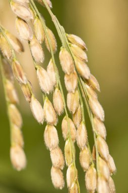 close up of rice plantation 