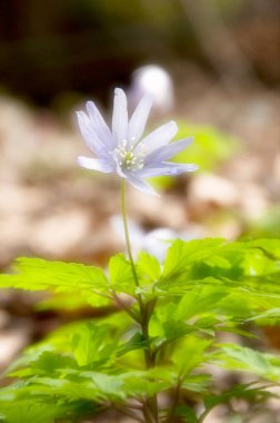 Bahçedeki güzel çiçekler