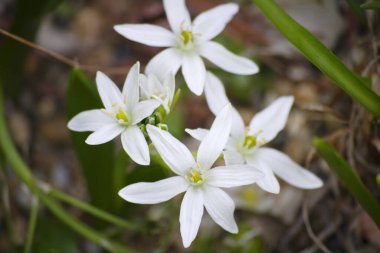 Doğa arka planında güzel çiçek tarlaları