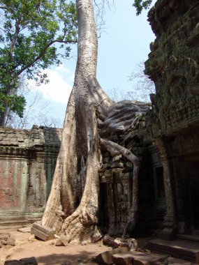 Angkor Wat tapınağındaki harabelerin üzerinde büyük ağaç kökü büyüyor.