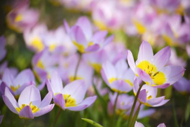 Doğa arka planında güzel çiçek tarlaları