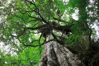 Ormandaki yaşlı ağaç manzarası