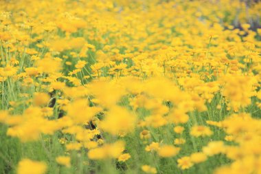 Bahçedeki güzel çiçekler