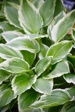 Güneş ışığında yeşil yapraklar, çiçek arkaplanı 