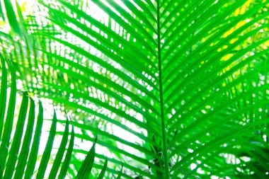 yeşil yaprak dokusu arkaplanı.