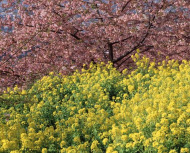 Kyoto 'da kiraz çiçeği, Japonya