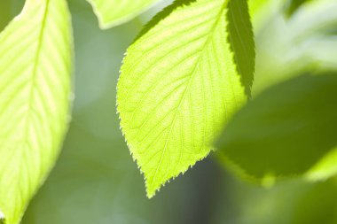beautiful green leaves on blurred background 