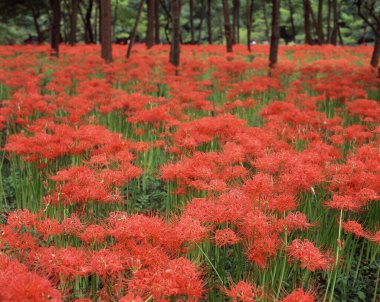 Bahçedeki güzel çiçekler