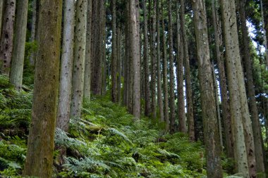 Ormanın ve eğrelti otlarının güzel manzarası 