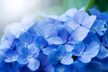 Bahçede Hydrangea macrophylla