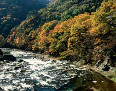 Ormanda bir nehir olan sonbahar manzarası