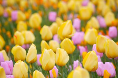 Parkta sarı ve pembe bahar laleleri var.