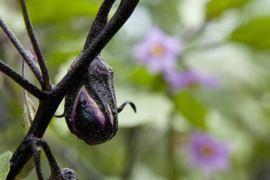 Taze organik patlıcan dalda olgunlaşır.