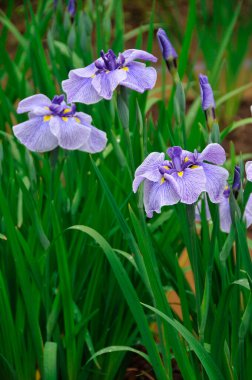 Bahçedeki güzel çiçekler