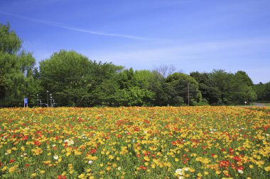 Lale çiçekleriyle güzel bir bahar bahçesi 