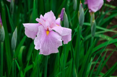 Bahçedeki Iris çiçeği, güzel bahar çiçekleri.