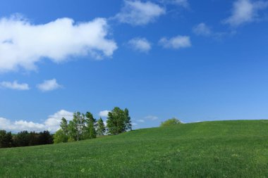 Bir sürü bulutlu yeşil çayır.