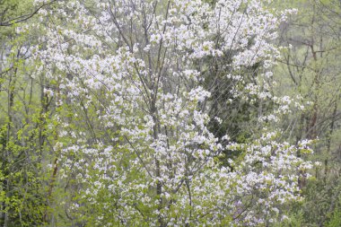Ormanda çiçek açan bahar ağaçları 