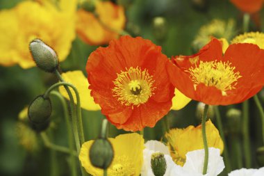 Parkta yetişen güzel çiçekler. 