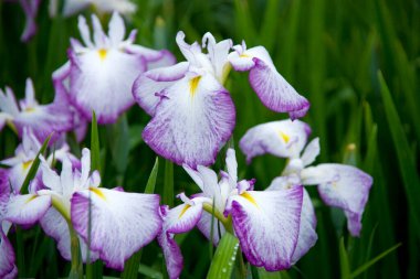 Yakın plan - bulanık arkaplanda güzel iris çiçekleri.