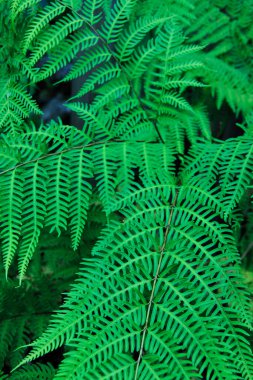 Güzel eğreltiotu yaprakları, doğal arka plan