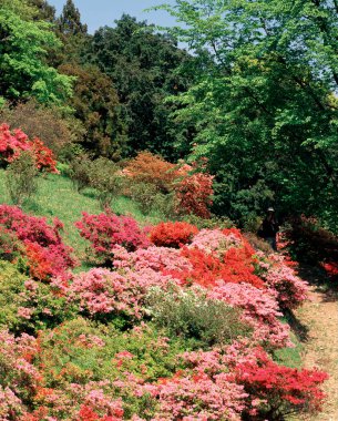 Bahçedeki güzel çiçekler