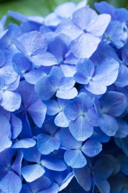 Ortanca Çiçek bahçesinde