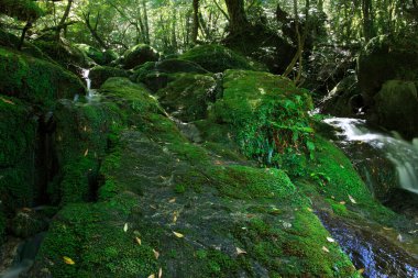 Güzel dere ve yeşil ormanda küçük şelale.     