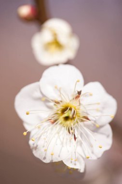 İlkbaharda kiraz çiçekleri, sakura ağaçları                