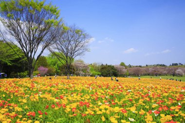 Lale çiçekleriyle güzel bir bahar bahçesi 