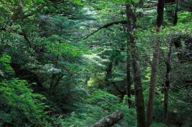 Ağaçları ve dağları olan güzel bir manzara.