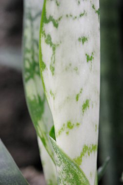 Bahçedeki beyaz ve yeşil yaprağı kapat. 