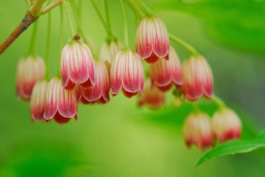 Güzel botanik fotoğrafı, doğal duvar kağıdı.