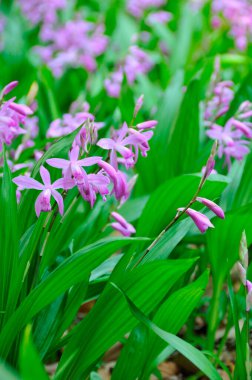 Bahçedeki güzel çiçekler