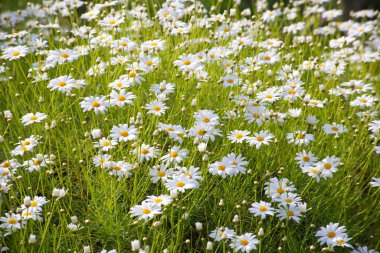 Papatya çiçekleri, bahar zamanı.