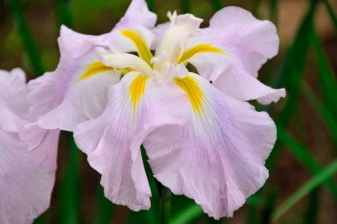 Bahçedeki iris çiçeği