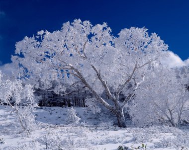 Karlı kış manzarası Ağaçlar ve karla