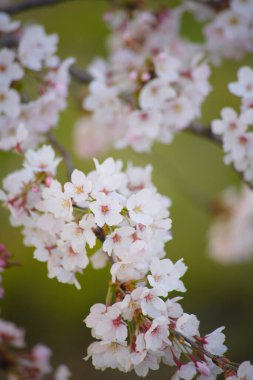 Bahçedeki güzel çiçekler