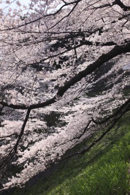 İlkbaharda kiraz çiçeği