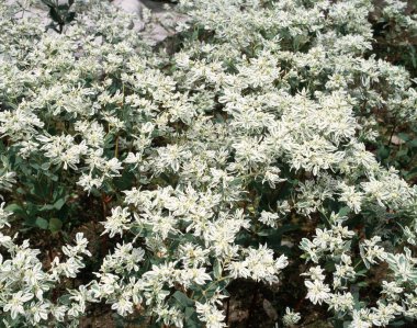 Bahçede beyaz çiçekler