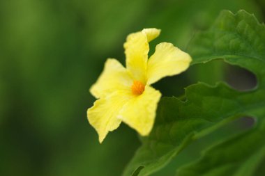 Bahçede yetişen güzel sarı çiçek