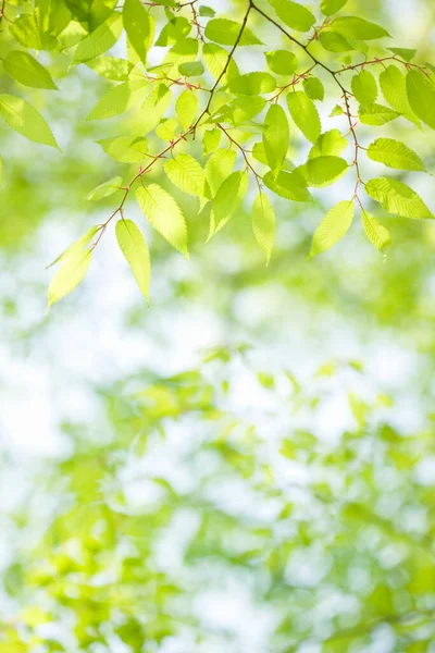 beautiful green leaves on blurred background 