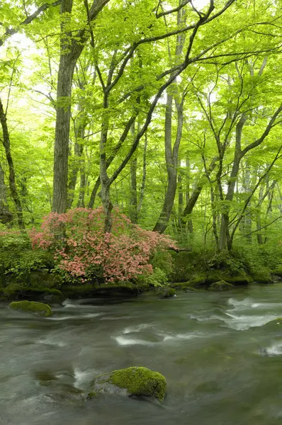 Yaz Orman Şelale — Stok fotoğraf