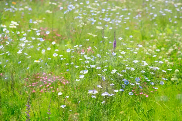 Поле Красивых Полевых Цветов Свежей Зеленой Травы — стоковое фото