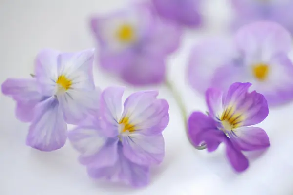 Gros Plan Belles Fleurs Violettes — Photo
