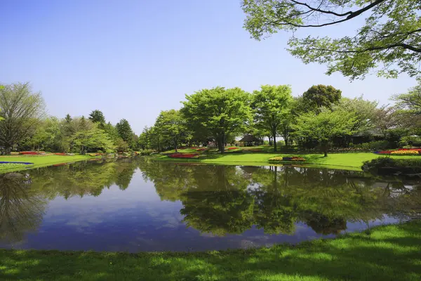 晴れた日の公園の池で — ストック写真