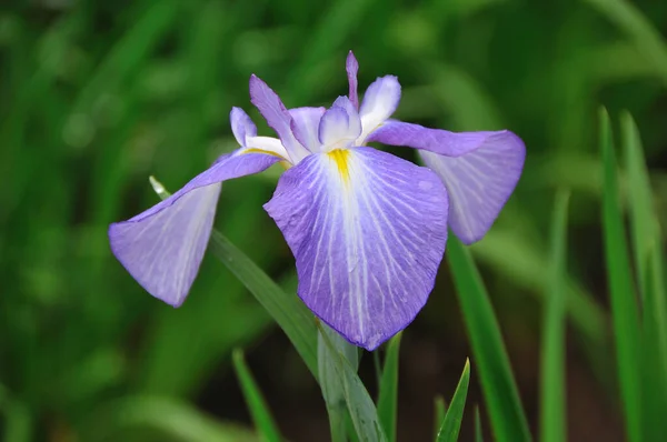 Iris Blomma Iris Blomma Iris Blomma Naturen Vacker Blomma Trädgården — Stockfoto