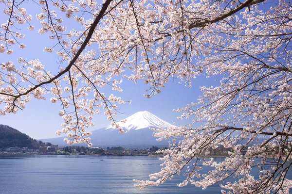 İlkbaharda kiraz çiçekleri, sakura ağaçları                