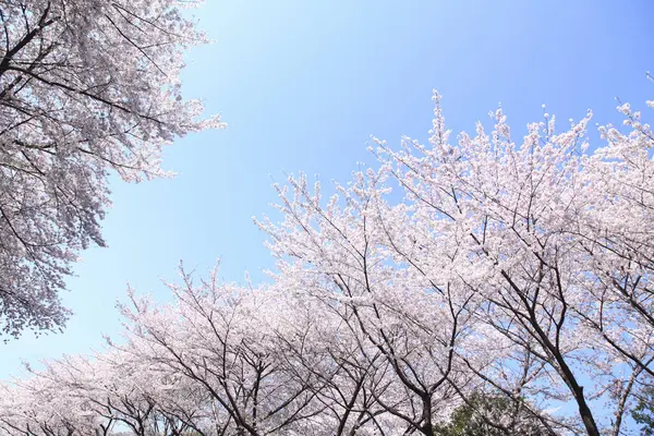 spring cherry blossoms, sakura trees in springtime