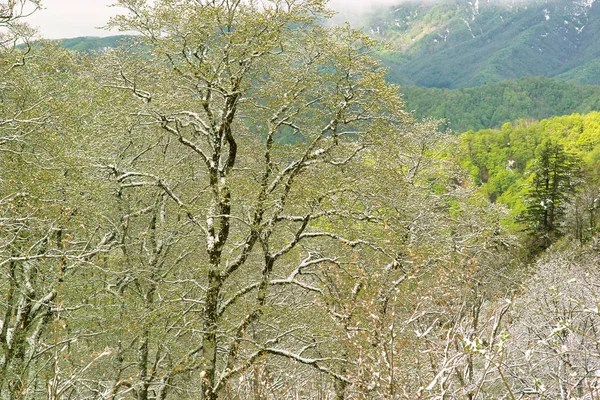 Karla kaplı yeşil ağaç dalları 